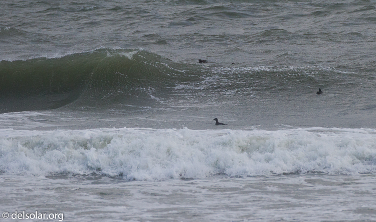 Canon EOS 7D  --  500 mm  --  EF500mm f/4L IS USM  