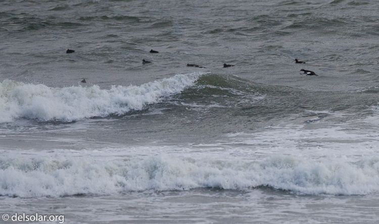 Canon EOS 7D  --  500 mm  --  EF500mm f/4L IS USM  