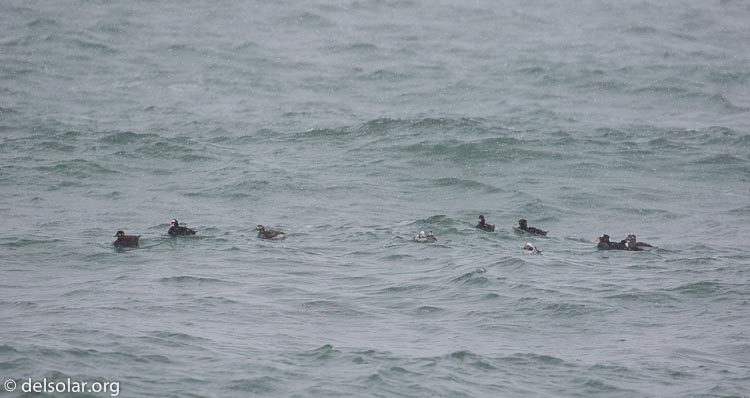 Canon EOS 5D Mark III  --  371 mm  --  EF100-400mm f/4.5-5.6L IS II USM  