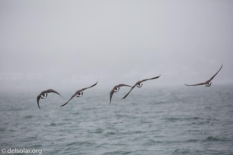 Canon EOS 5D Mark III  --  330 mm  --  EF100-400mm f/4.5-5.6L IS II USM  