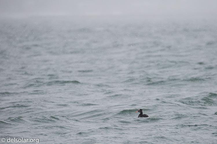 Canon EOS 5D Mark III  --  371 mm  --  EF100-400mm f/4.5-5.6L IS II USM  