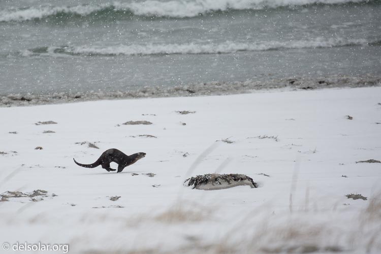 Canon EOS 5D Mark III  --  400 mm  --  EF100-400mm f/4.5-5.6L IS II USM  