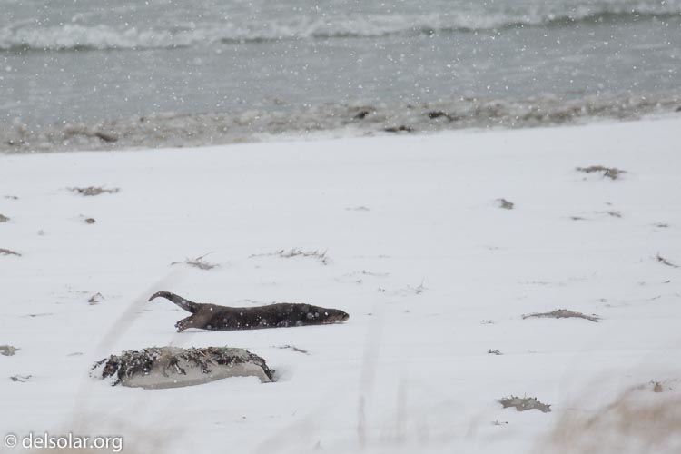 Canon EOS 5D Mark III  --  400 mm  --  EF100-400mm f/4.5-5.6L IS II USM  