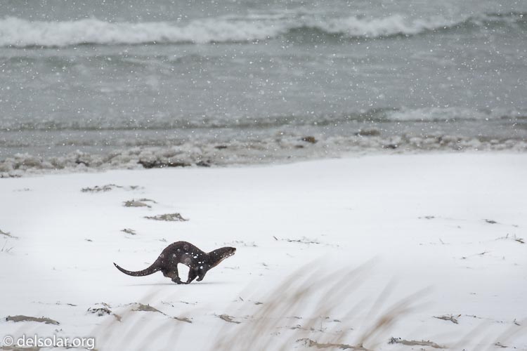 Canon EOS 5D Mark III  --  371 mm  --  EF100-400mm f/4.5-5.6L IS II USM  