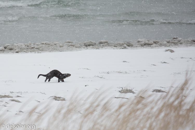 Canon EOS 5D Mark III  --  371 mm  --  EF100-400mm f/4.5-5.6L IS II USM  