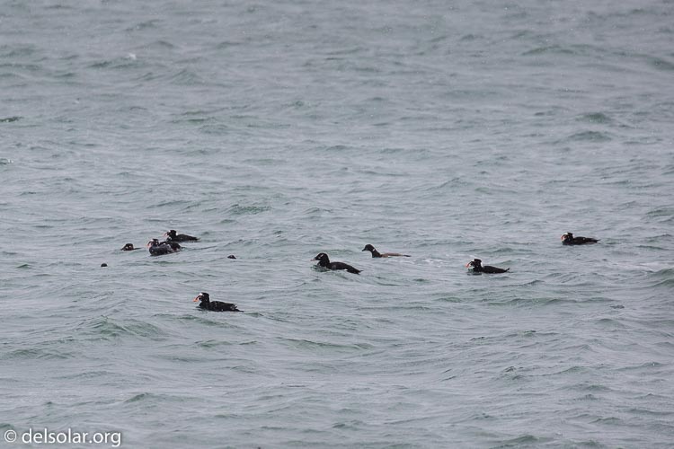 Canon EOS 5D Mark III  --  400 mm  --  EF100-400mm f/4.5-5.6L IS II USM  