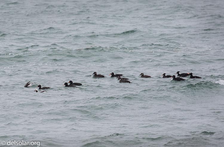 Canon EOS 5D Mark III  --  349 mm  --  EF100-400mm f/4.5-5.6L IS II USM  