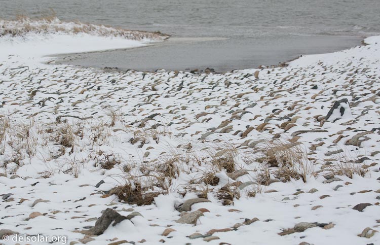 Canon EOS 5D Mark III  --  135 mm  --  EF100-400mm f/4.5-5.6L IS II USM  