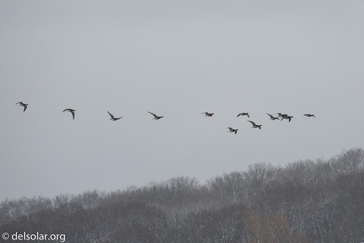 Canon EOS 5D Mark III  --  321 mm  --  EF100-400mm f/4.5-5.6L IS II USM  