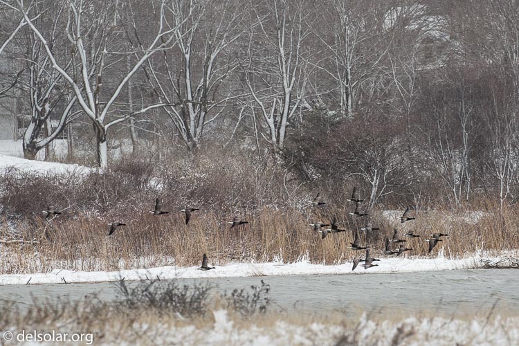 Canon EOS 5D Mark III  --  278 mm  --  EF100-400mm f/4.5-5.6L IS II USM  