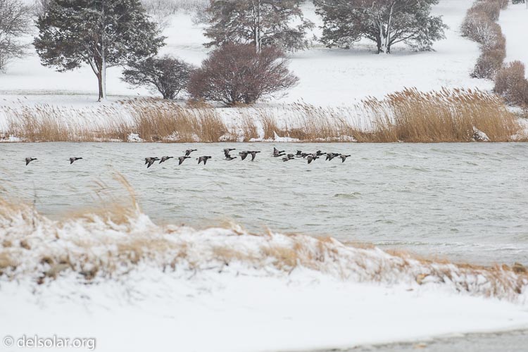 Canon EOS 5D Mark III  --  278 mm  --  EF100-400mm f/4.5-5.6L IS II USM  