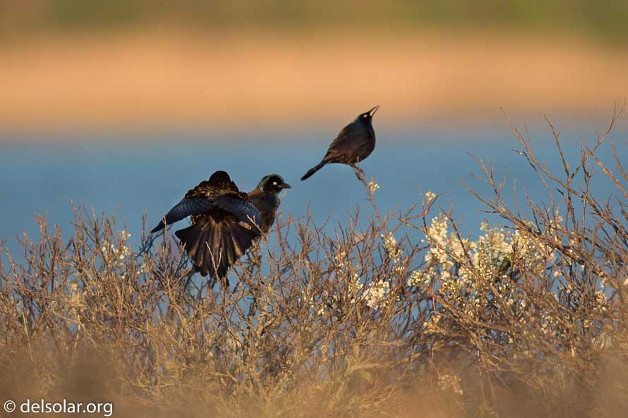 Canon EOS 7D Mark II  --  600 mm  --  EF600mm f/4L IS II USM  