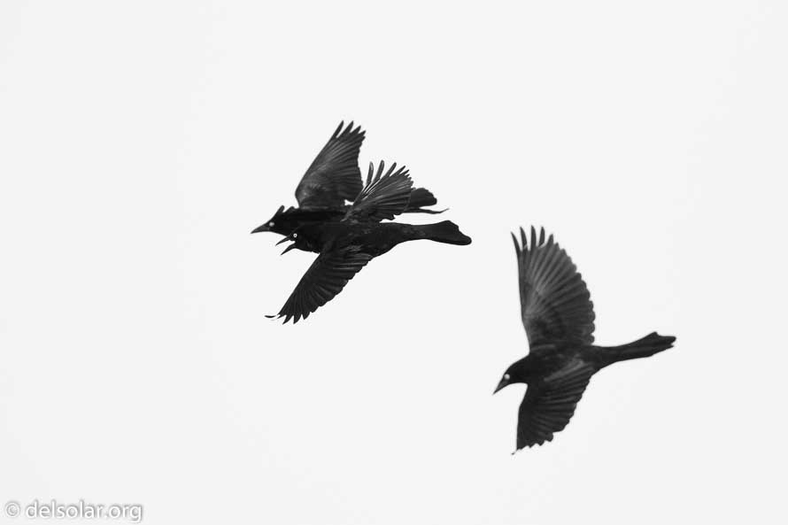 Canon EOS 7D Mark II  --  600 mm  --  EF600mm f/4L IS II USM  