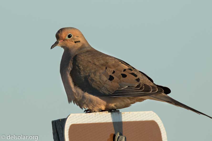 Canon EOS 7D Mark II  --  840 mm  --  EF600mm f/4L IS II USM +1.4x III  