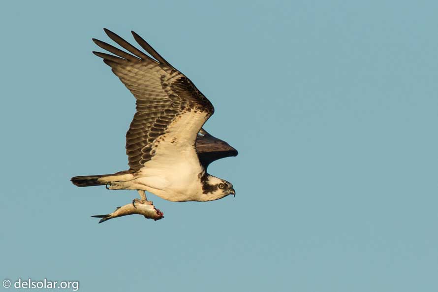 Canon EOS 7D Mark II  --  840 mm  --  EF600mm f/4L IS II USM +1.4x III  