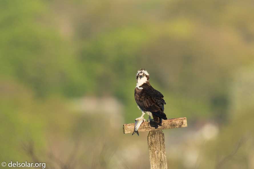 Canon EOS 7D Mark II  --  840 mm  --  EF600mm f/4L IS II USM +1.4x III  