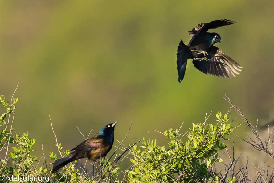 Canon EOS 7D Mark II  --  840 mm  --  EF600mm f/4L IS II USM +1.4x III  