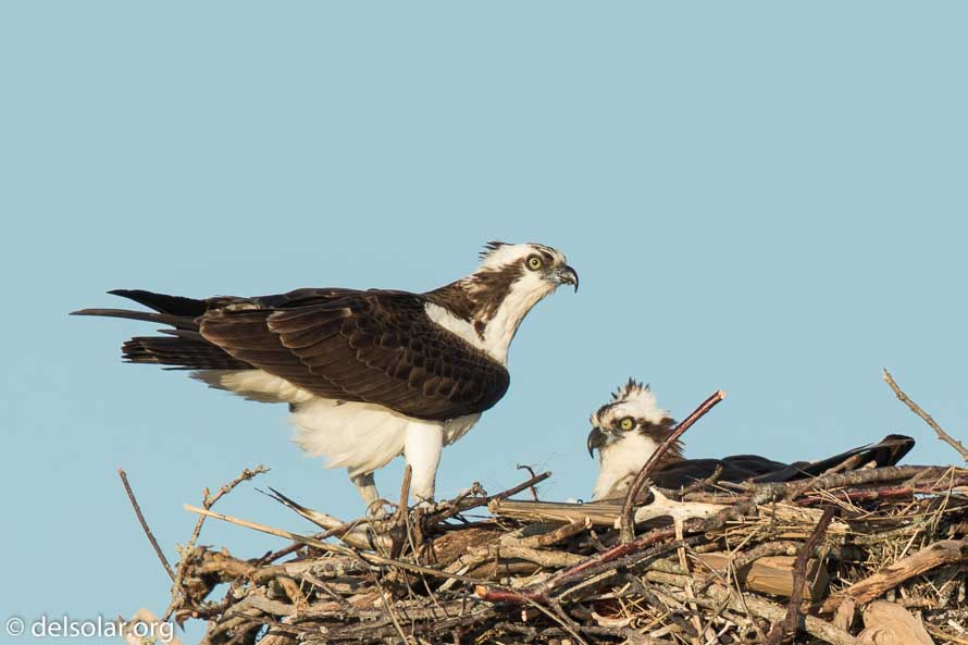 Canon EOS 7D Mark II  --  840 mm  --  EF600mm f/4L IS II USM +1.4x III  