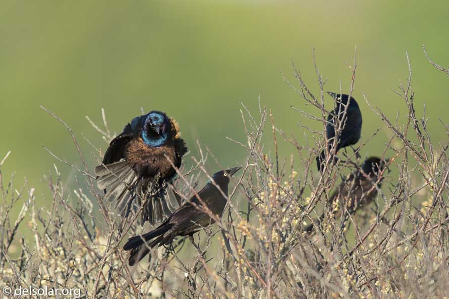 Canon EOS 7D Mark II  --  840 mm  --  EF600mm f/4L IS II USM +1.4x III  