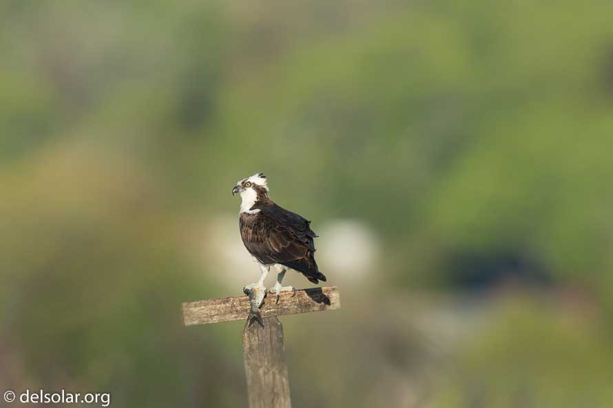 Canon EOS 7D Mark II  --  840 mm  --  EF600mm f/4L IS II USM +1.4x III  