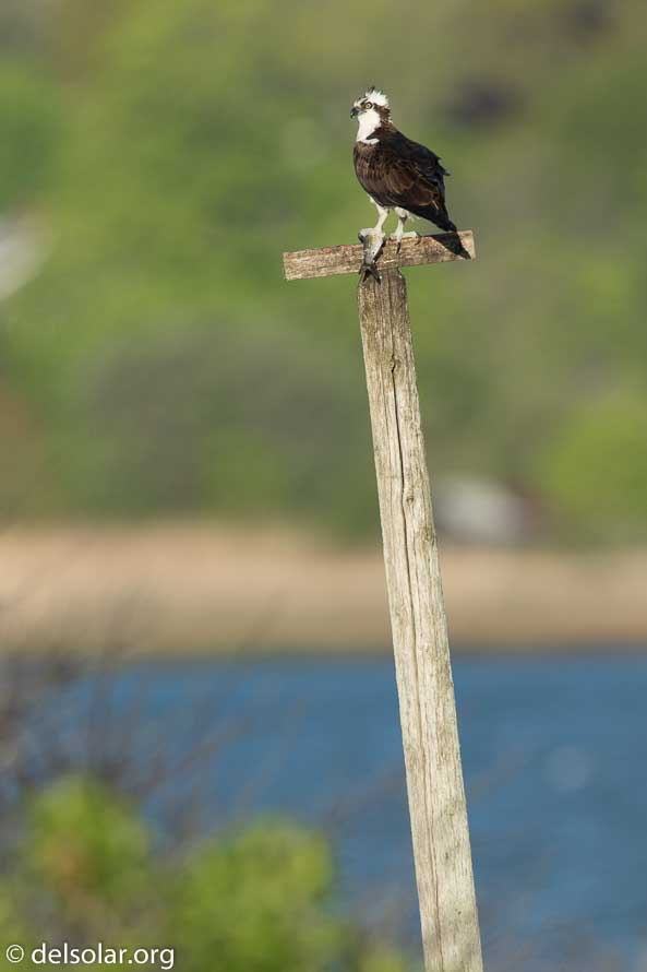 Canon EOS 7D Mark II  --  840 mm  --  EF600mm f/4L IS II USM +1.4x III  