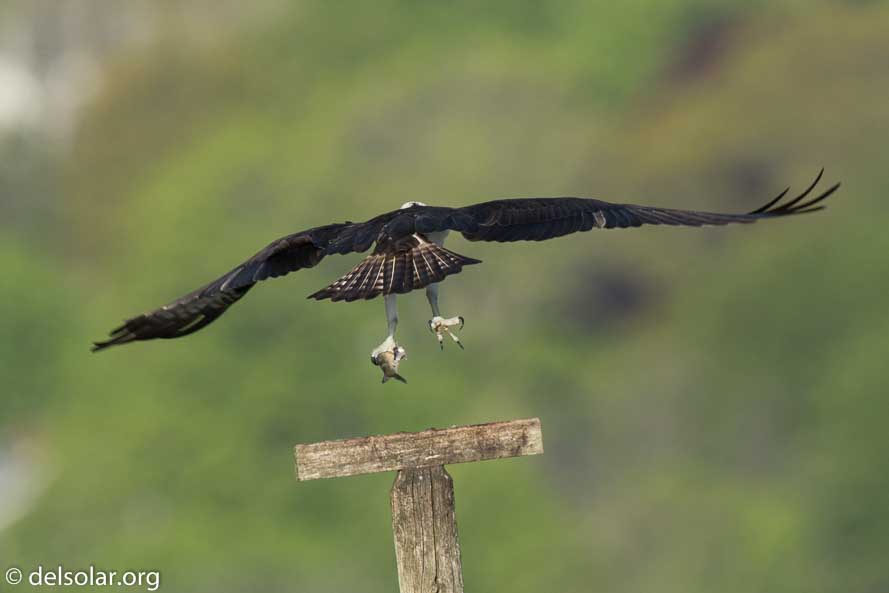 Canon EOS 7D Mark II  --  840 mm  --  EF600mm f/4L IS II USM +1.4x III  