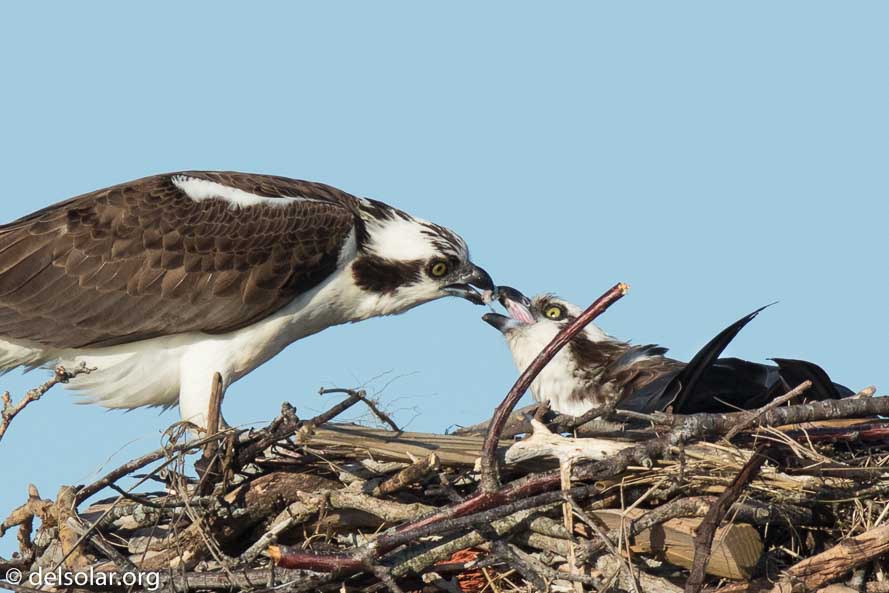 Canon EOS 7D Mark II  --  840 mm  --  EF600mm f/4L IS II USM +1.4x III  