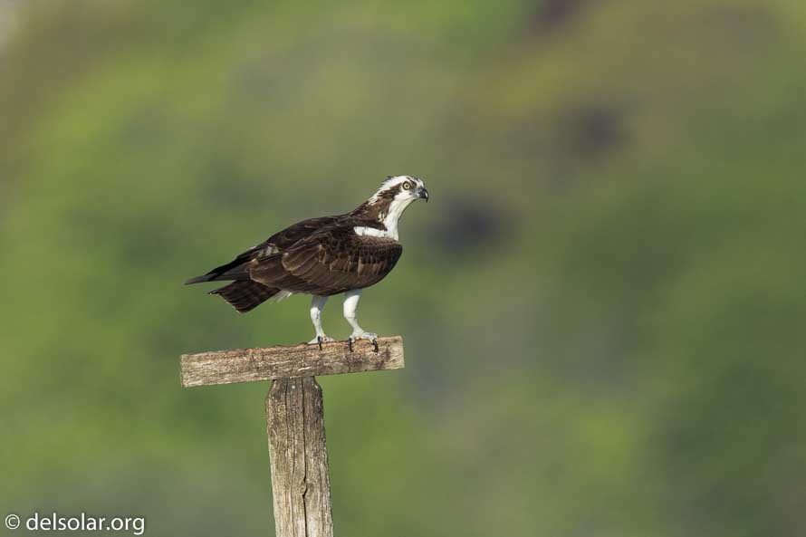 Canon EOS 7D Mark II  --  840 mm  --  EF600mm f/4L IS II USM +1.4x III  