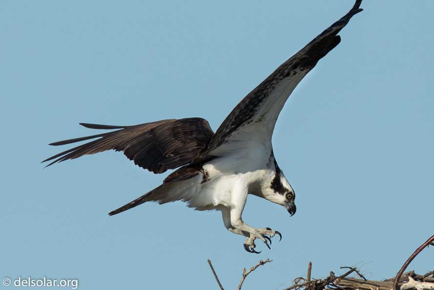 Canon EOS 7D Mark II  --  840 mm  --  EF600mm f/4L IS II USM +1.4x III  