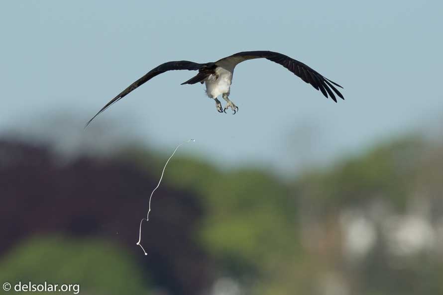 Canon EOS 7D Mark II  --  840 mm  --  EF600mm f/4L IS II USM +1.4x III  