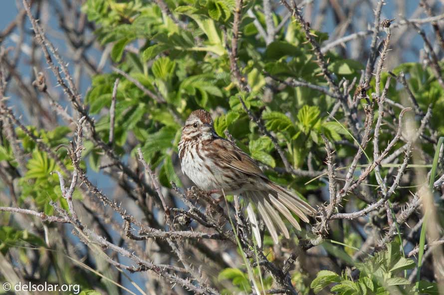 Canon EOS 7D Mark II  --  840 mm  --  EF600mm f/4L IS II USM +1.4x III  