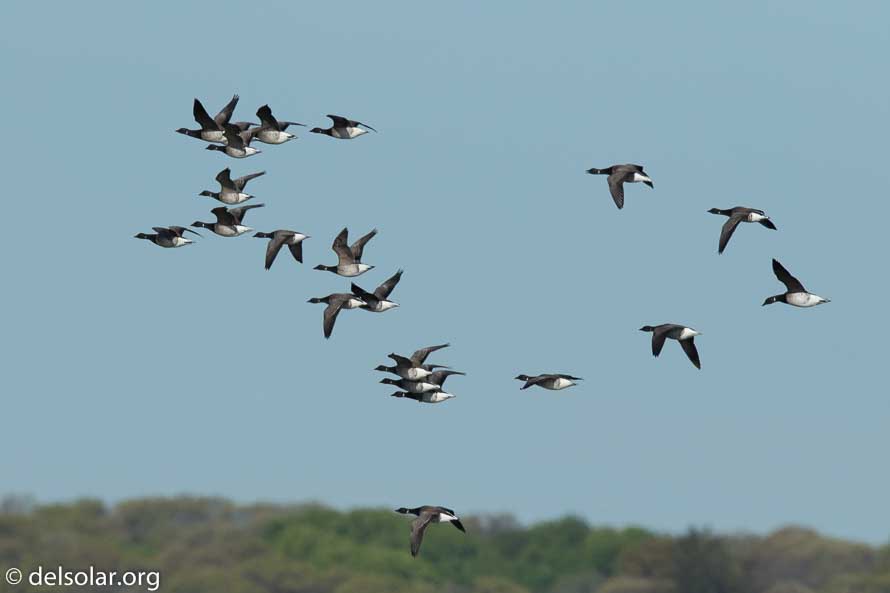 Canon EOS 7D Mark II  --  840 mm  --  EF600mm f/4L IS II USM +1.4x III  