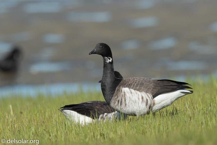 Canon EOS 7D Mark II  --  840 mm  --  EF600mm f/4L IS II USM +1.4x III  