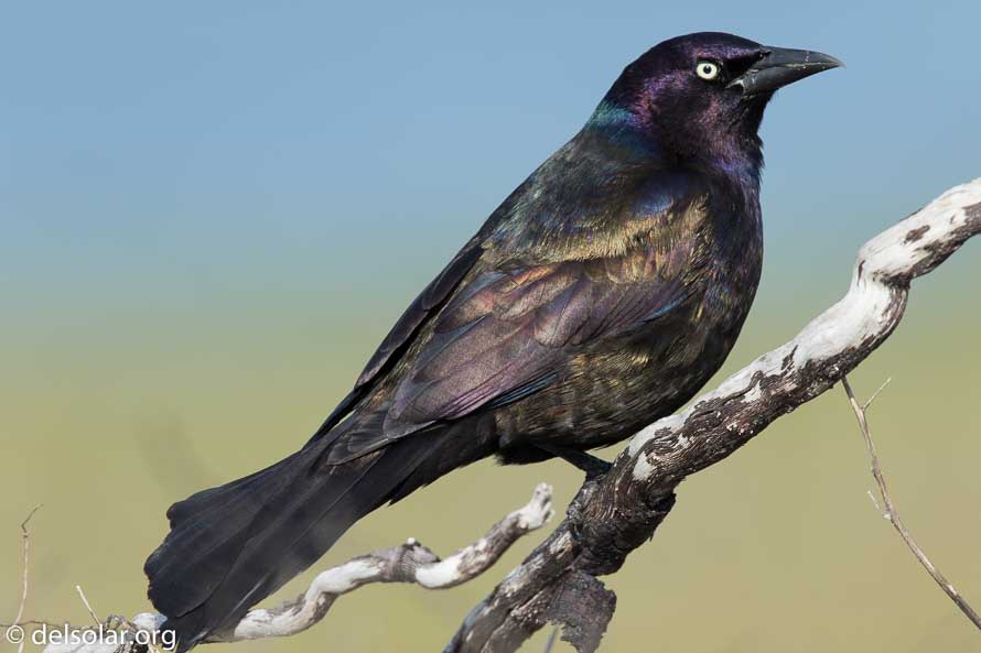 Canon EOS 7D Mark II  --  840 mm  --  EF600mm f/4L IS II USM +1.4x III  