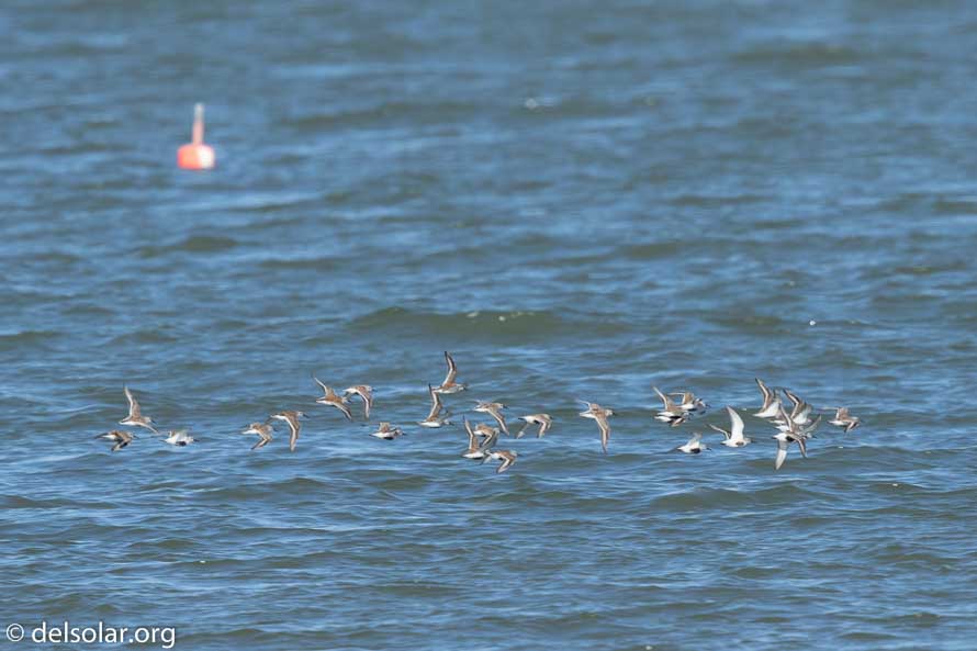 Canon EOS 7D Mark II  --  600 mm  --  EF600mm f/4L IS II USM  