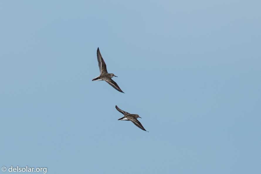 Canon EOS 7D Mark II  --  600 mm  --  EF600mm f/4L IS II USM  