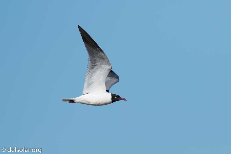 Canon EOS 7D Mark II  --  600 mm  --  EF600mm f/4L IS II USM  