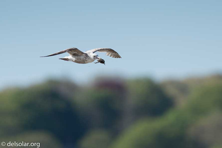 Canon EOS 7D Mark II  --  600 mm  --  EF600mm f/4L IS II USM  