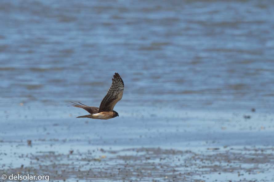 Canon EOS 7D Mark II  --  600 mm  --  EF600mm f/4L IS II USM  