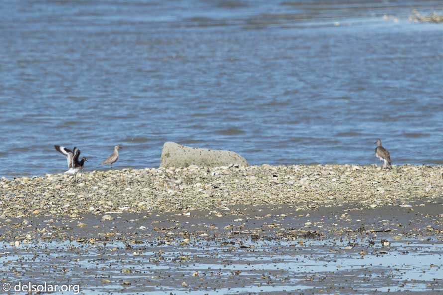 Canon EOS 7D Mark II  --  600 mm  --  EF600mm f/4L IS II USM  