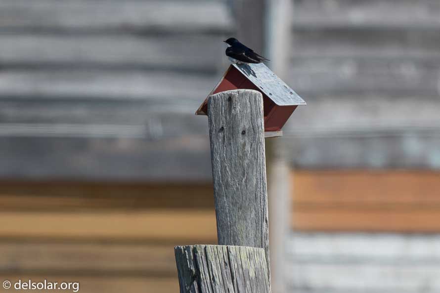 Canon EOS 7D Mark II  --  600 mm  --  EF600mm f/4L IS II USM  