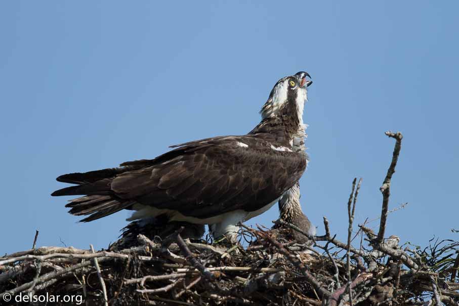 Canon EOS 7D Mark II  --  840 mm  --  EF600mm f/4L IS II USM +1.4x III  