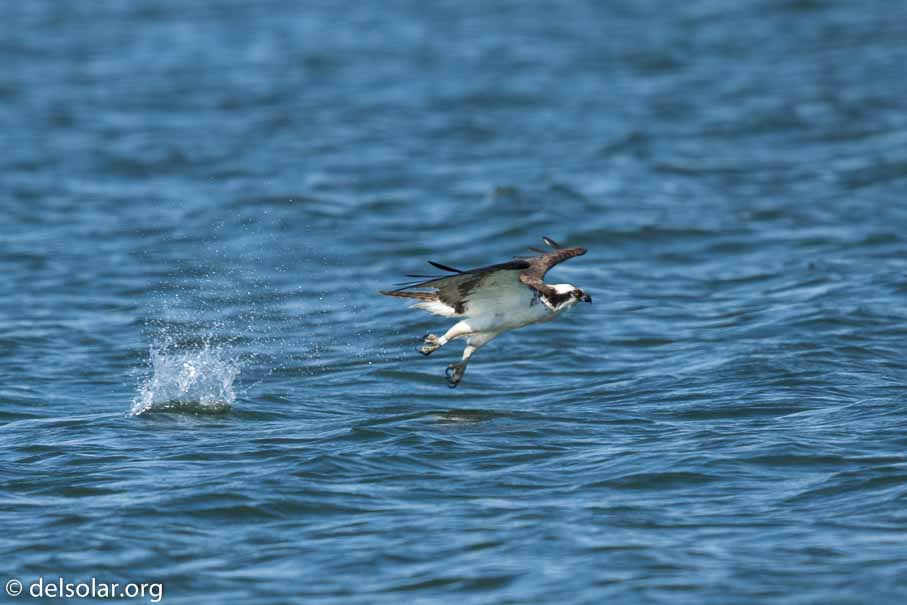 Canon EOS 7D Mark II  --  600 mm  --  EF600mm f/4L IS II USM  