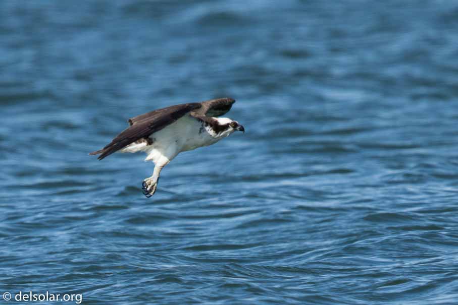 Canon EOS 7D Mark II  --  600 mm  --  EF600mm f/4L IS II USM  