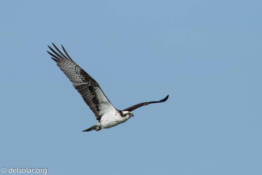 Canon EOS 7D Mark II  --  600 mm  --  EF600mm f/4L IS II USM  