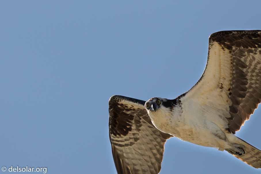 Canon EOS 7D Mark II  --  600 mm  --  EF600mm f/4L IS II USM  