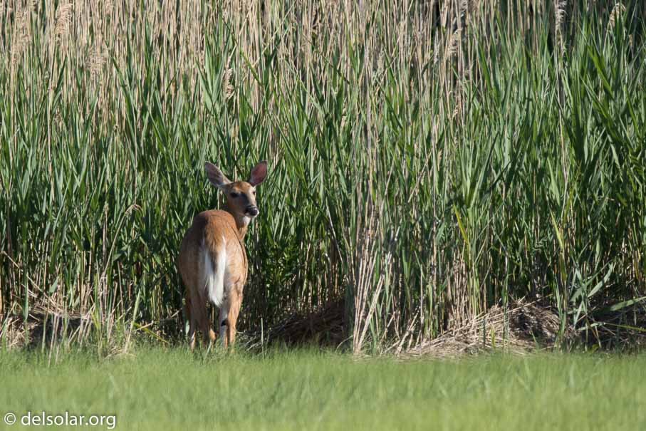 Canon EOS 7D Mark II  --  600 mm  --  EF600mm f/4L IS II USM  