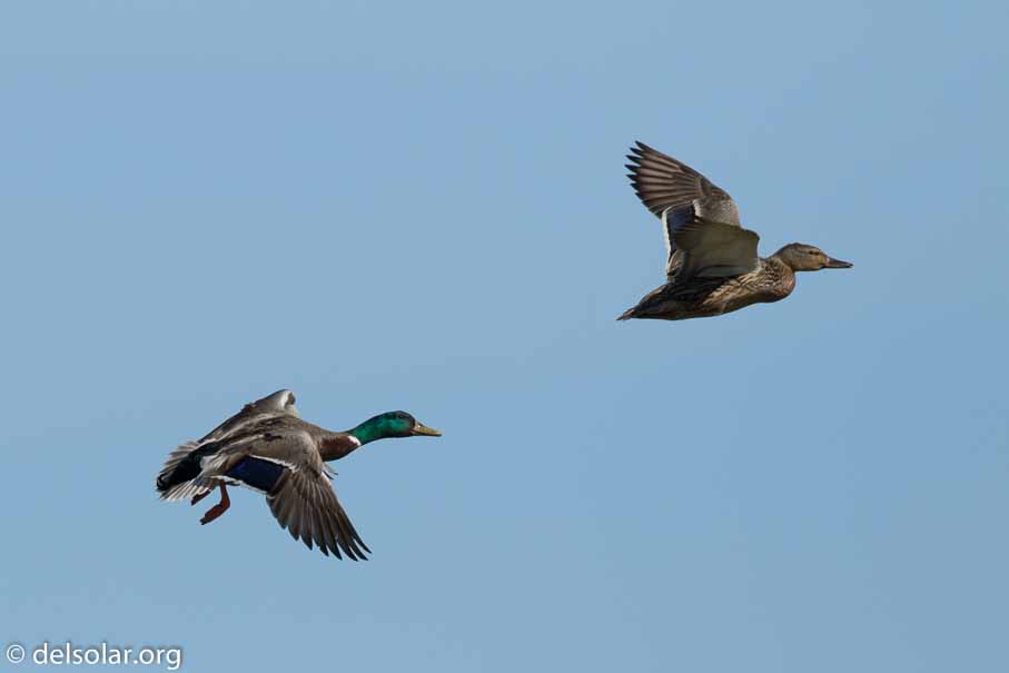 Canon EOS 7D Mark II  --  600 mm  --  EF600mm f/4L IS II USM  