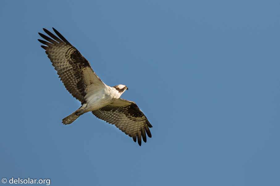 Canon EOS 7D Mark II  --  600 mm  --  EF600mm f/4L IS II USM  