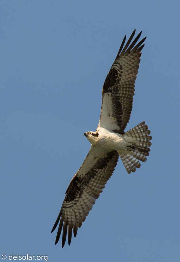 Canon EOS 7D Mark II  --  600 mm  --  EF600mm f/4L IS II USM  